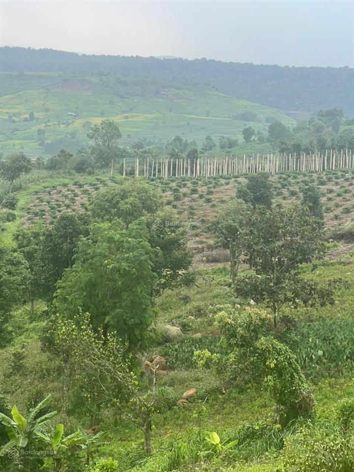 Bán hơn 5000m2 đất xã đak mil, tỉnh lâm đồng (mới)