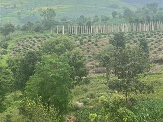 Bán đất bán 1.5ha đất xã đak mil, tỉnh lâm đồng (mới)