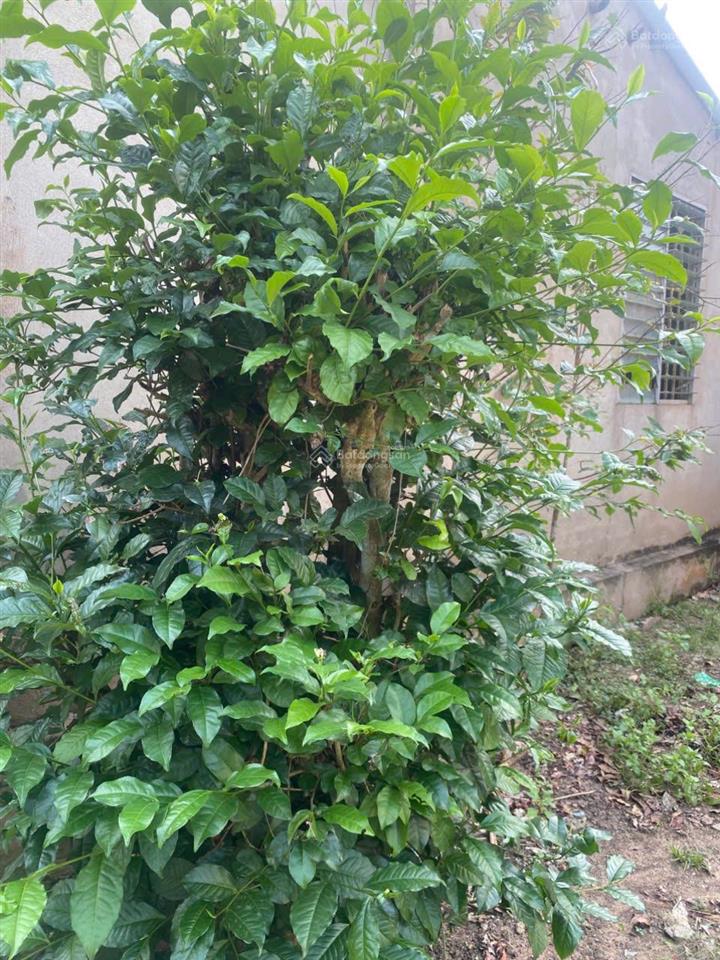 Cho thuê nhà vườn tại long thành, cho thuê nhà vườn, cho thuê đất vườn