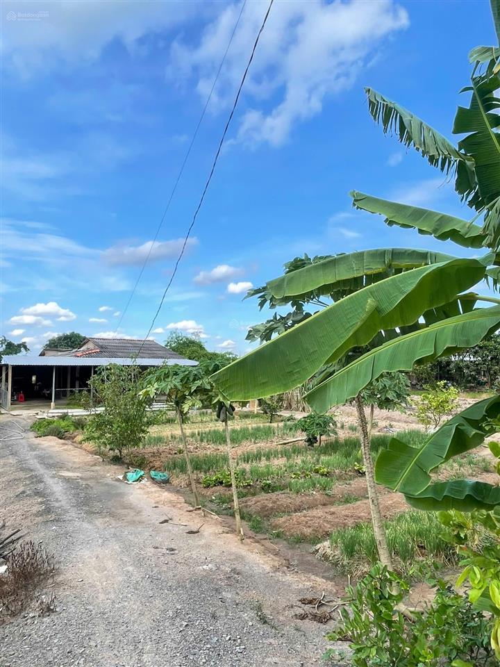 25.000m2 đất mặt tiền thạnh hóa la, gần ql62 khu dân cư đông đúc, tiện xây nhà xưởng, nhà vườn