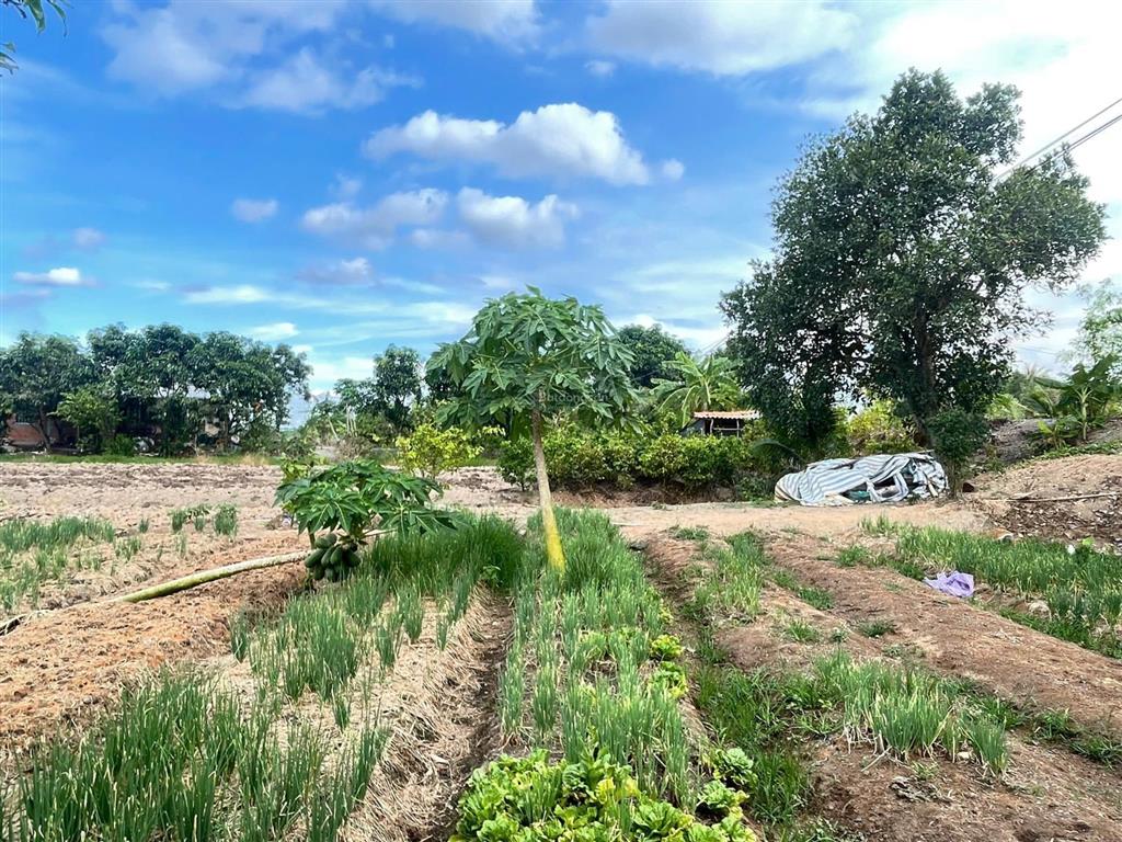 25.000m2 đất mặt tiền thạnh hóa la, gần ql62 khu dân cư đông đúc, tiện xây nhà xưởng, nhà vườn