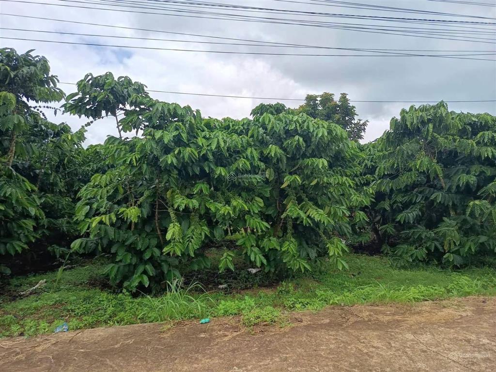 Bán lô đất 20x58m (1100m2) làm nhà siêu đẹp ngay trung tâm