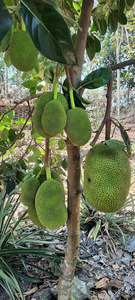 Bán gấp nhà vườn mặt tiền kinh doanh đường tà lài  tân phú  đồng nai