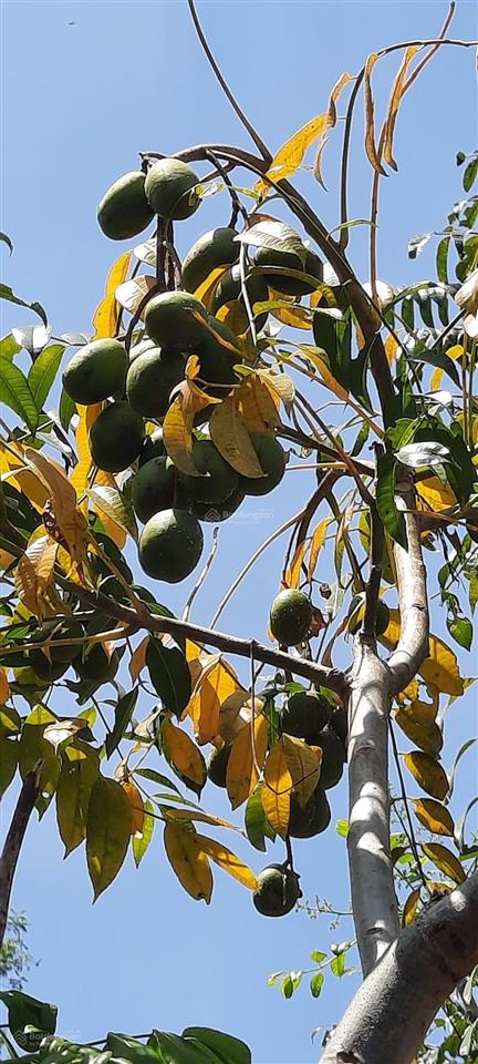Bán gấp nhà vườn mặt tiền kinh doanh đường tà lài  tân phú  đồng nai