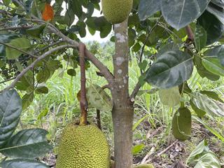 Bán trang trại đẹp tại xã diên lâm, khánh hòa diện tích 3.330m2  1,35 tỷ