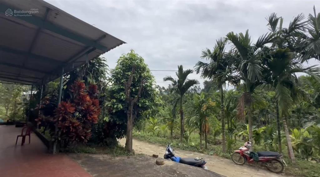 Bán đất có nhà vườn phú ninh, đà nẵng nhà dt 107,1m2 | dt sổ 3.992m2 đất tcln| dt thực tế 7.000m2