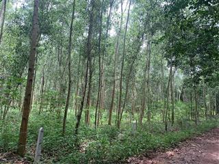 Chỉ 1,1 triệu/m2 | 4ha  3 mặt tiền 405m đẹp | xây nhà xưỡng| long nguyên  bàu bàng