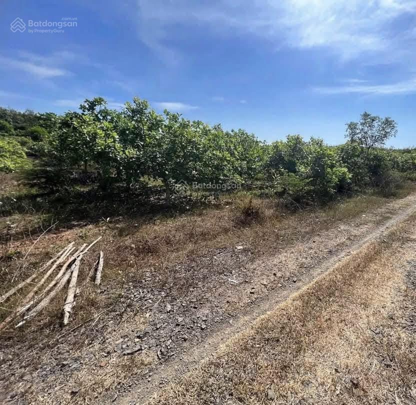 Chỉ 260tr cho lô đất có 100m2 tc, xe hơi ngay đất, xã lộc thành, lộc ninh bình phước