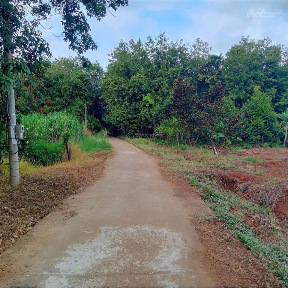 Bán 1hec1 đất trồng cao su, mt đường bê tông giá 7,3tỷ, ấp lộc bình 1, lộc thành, lộc ninh bp