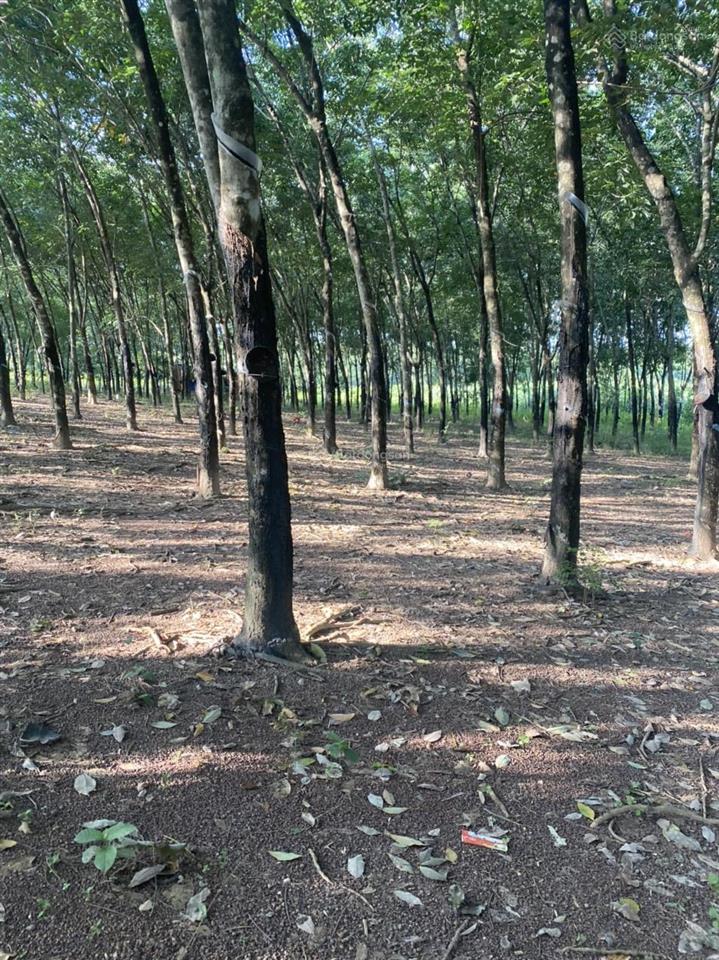 Bán đất siêu hot tại xã lộc tấn, lộc ninh, bình phước, 11,5 tỷ, 13600 m2