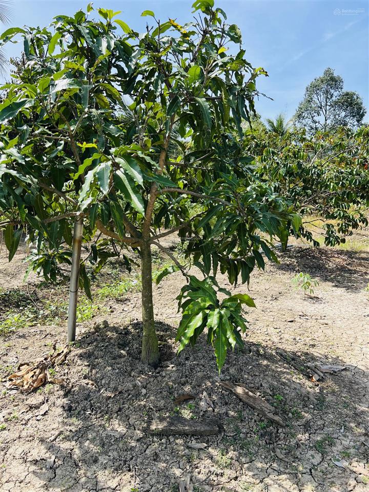 Siêu phẩm nhà vườn long an 3000m2 ngang 35x100m chỉ 6,7 tỷ cách quận 1 chỉ 50km, đường rộng 15m
