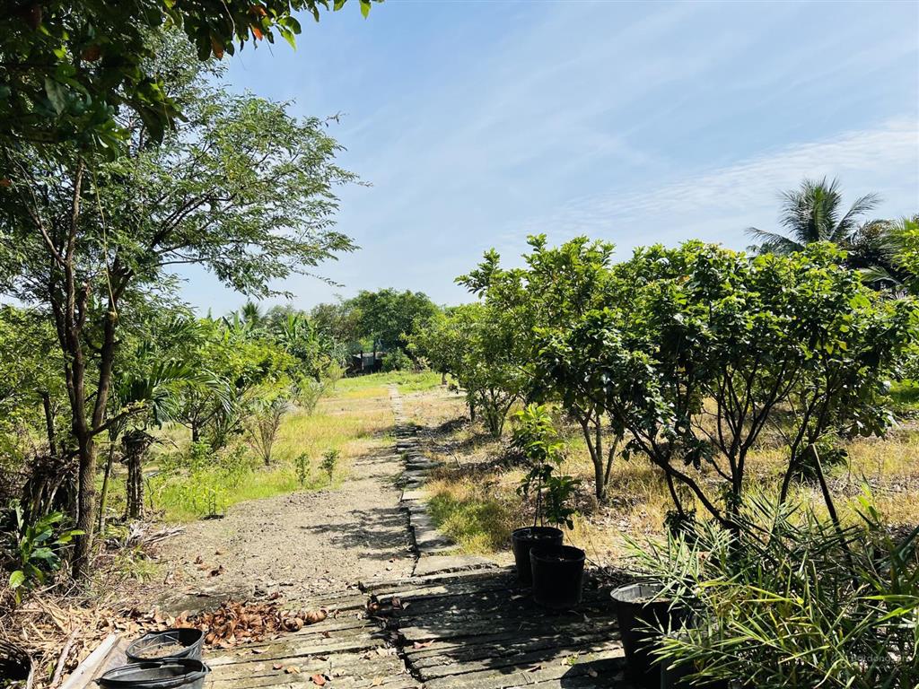 Siêu phẩm nhà vườn long an 3000m2 ngang 35x100m chỉ 6,7 tỷ cách quận 1 chỉ 50km, đường rộng 15m