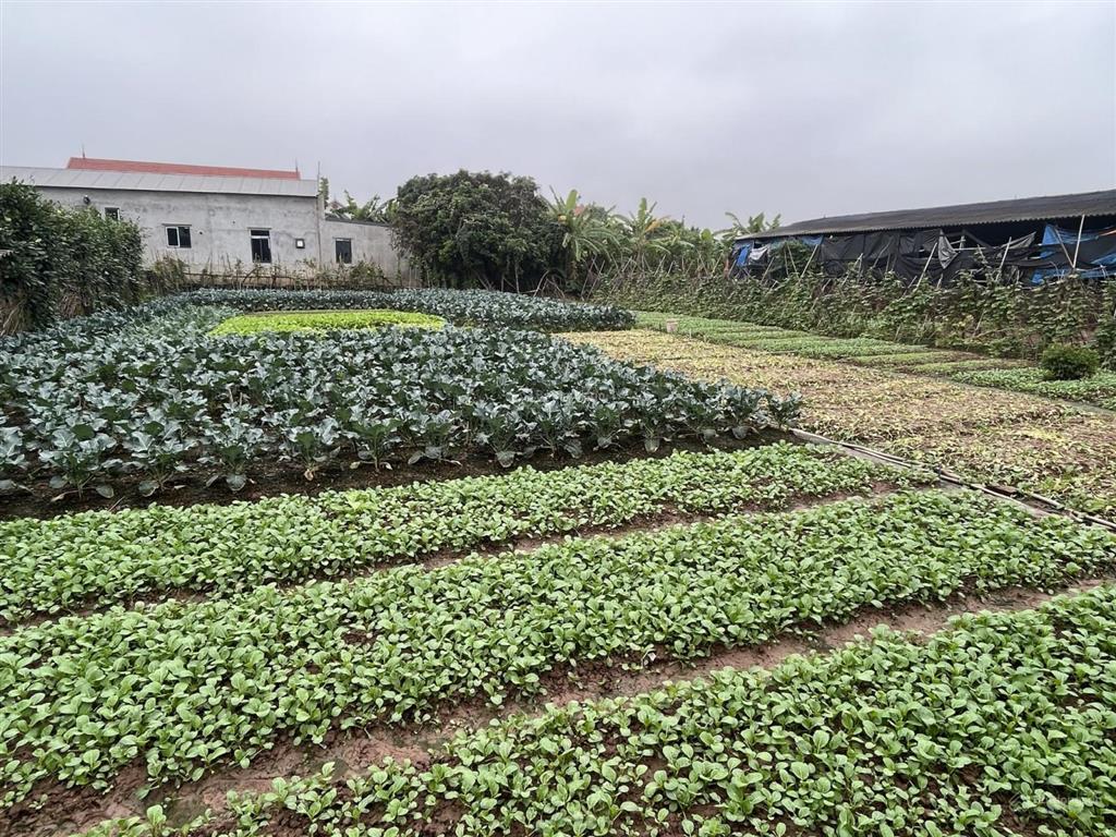 Mới! chia được 25 lô, bán 1700m đất đường 382 xã đông tảo, khoái châu. giá đẹp