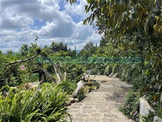 Khu nghỉ dưỡng 6500m2 tại đồi sân bay sẵn 400m2 thổ cư  view săn mây tại lộc nam  bảo lâm