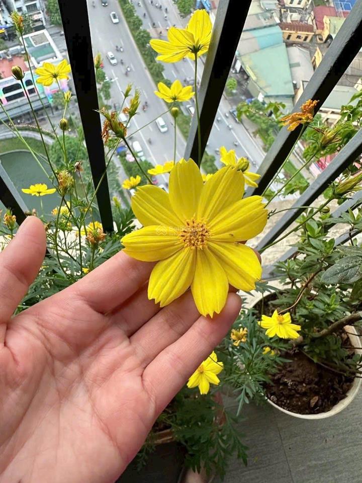 Bán căn hộ chung cư đẹp tại hateco apollo, 4,8 tỷ, 58,6m2 full đồ và view hồ, đa tiện ích