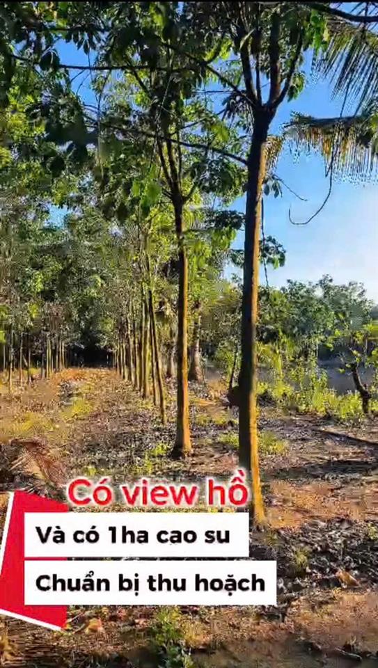 ĐẦU TƯ LÀ SINH LỜI - CHÍNH CHỦ CẦN BÁN ĐẤT VIEW NHÀ YẾN – Xã Trà Tân, Bình Thuận