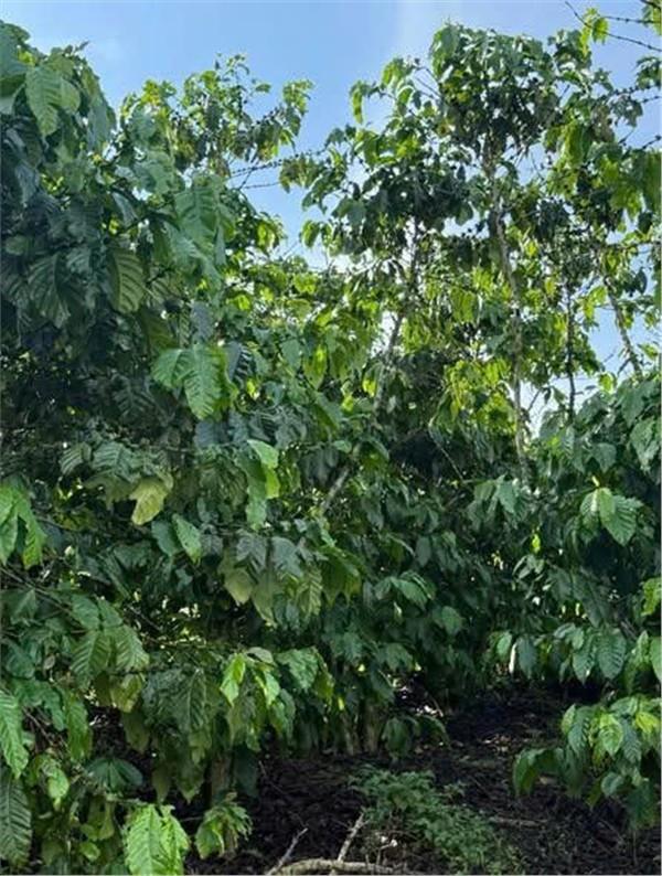 ĐẦU TƯ SINH LỜI – CHÍNH CHỦ CẦN BÁN ĐẤT TẠI Xã Phú Hội, huyện Đức Trọng, tỉnh Lâm Đồng