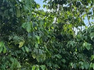 ĐẦU TƯ SINH LỜI – CHÍNH CHỦ CẦN BÁN ĐẤT TẠI Xã Phú Hội, huyện Đức Trọng, tỉnh Lâm Đồng