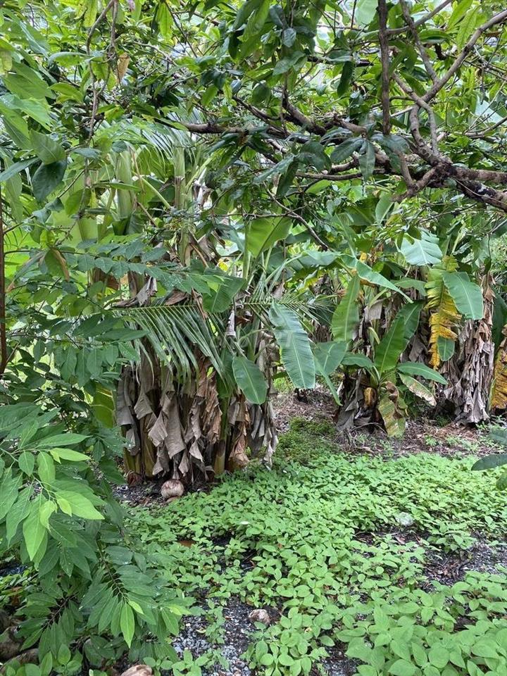 ĐẦU TƯ LÀ SINH LỜI - Đất Chính Chủ Khu vực 3, Phường Hiệp Thành, TP Ngã Bảy, Hậu Giang