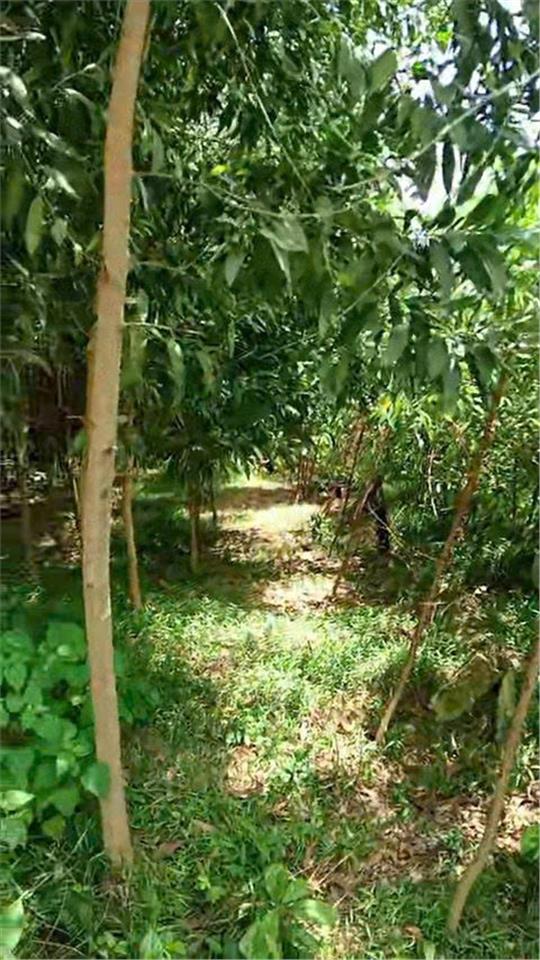 ĐẤT ĐẸP- GIÁ TỐT BÁN NHANH LÔ ĐẤT ĐẦU TƯ LÀ SINH LỜI TẠI huyện Yên Thế tỉnh Bắc Giang