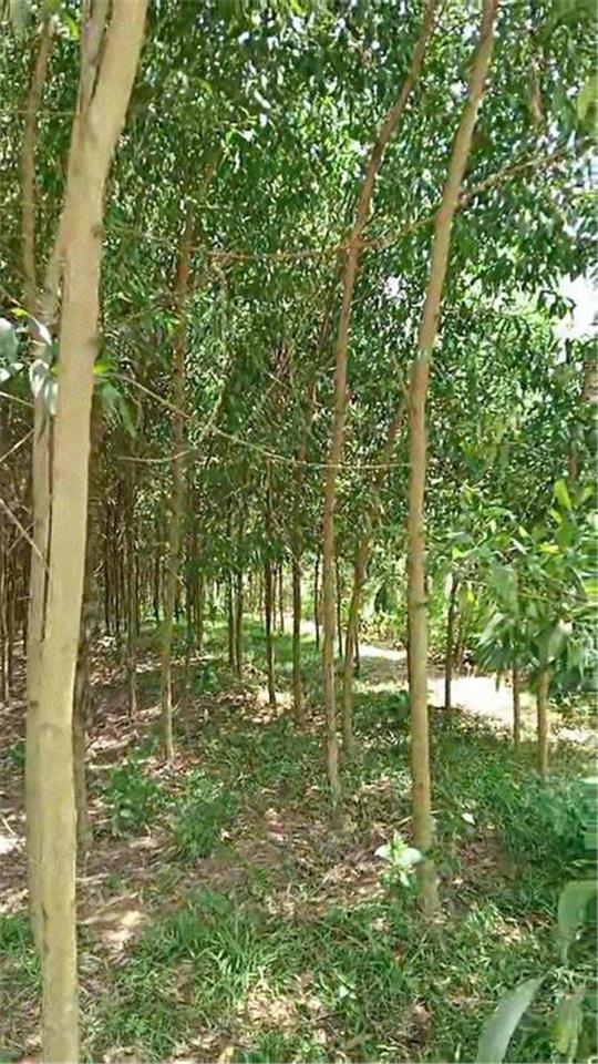 ĐẤT ĐẸP- GIÁ TỐT BÁN NHANH LÔ ĐẤT ĐẦU TƯ LÀ SINH LỜI TẠI huyện Yên Thế tỉnh Bắc Giang