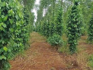 HOT HOT – CẦN BÁN 2,7HA ĐẤT 2 MẶT TIỀN, X. Đak Djăng, H. Mang Yang, T. Gia Lai