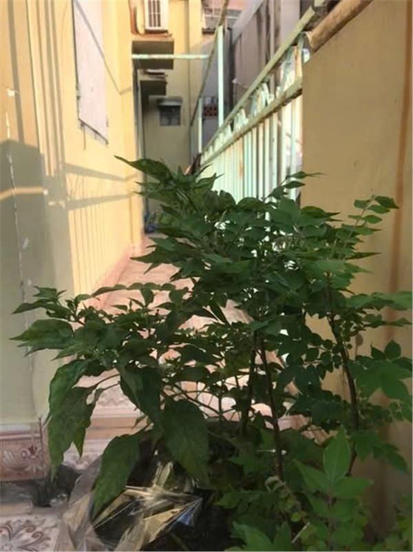 NHÀ KHU VỰC TRƯỜNG THỌ - GIÁ TỐT - CHỦ CẦN BÁN GÂP Tại  Phường Trường Thọ, Thủ Đức, Tp.