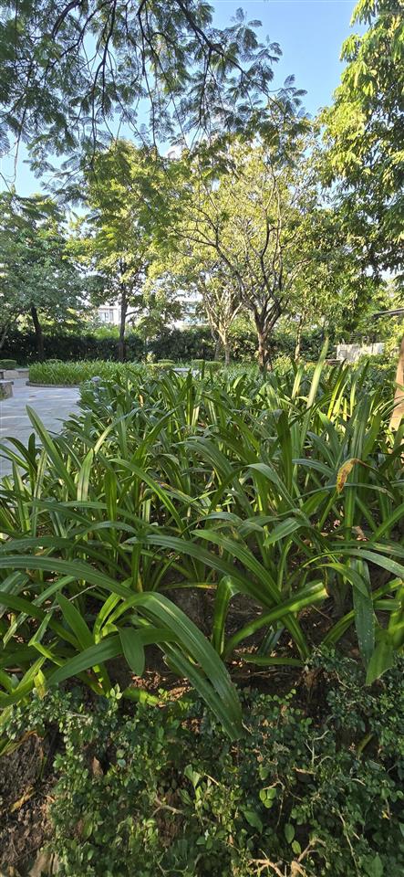 Bán biệt thự ciputra, 230m2, 3 tầng, mặt tiền 10m, bán 400m2/m2. có tl