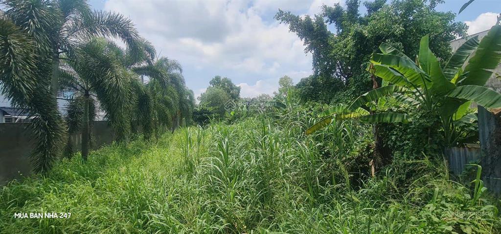 Hiếm hót, đất mặt tiền 463m2 full thổ. bán gấp, giảm tới đáy, giá siêu rẻ