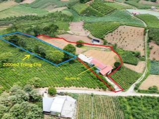 Bán đất để mua vàng cho con tại mộc châu sơn la giá rẻ