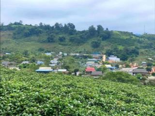 Bán đất tặng view chè chiềng đi mộc châu sơn la
