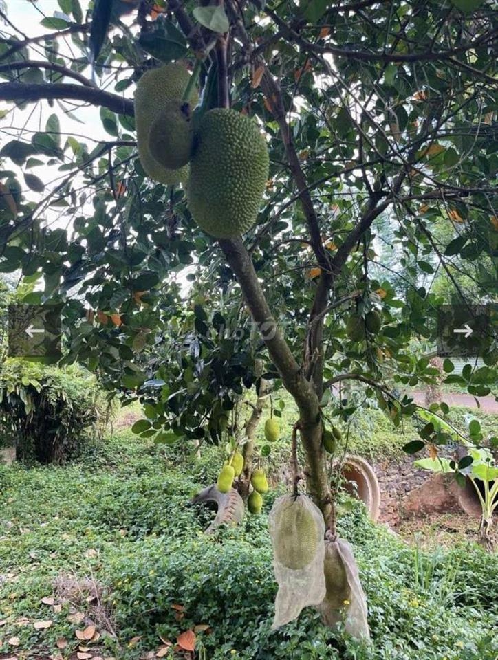 Bán 2Ha Có 300m thổ cư. Đất Mt Bầu Lâm