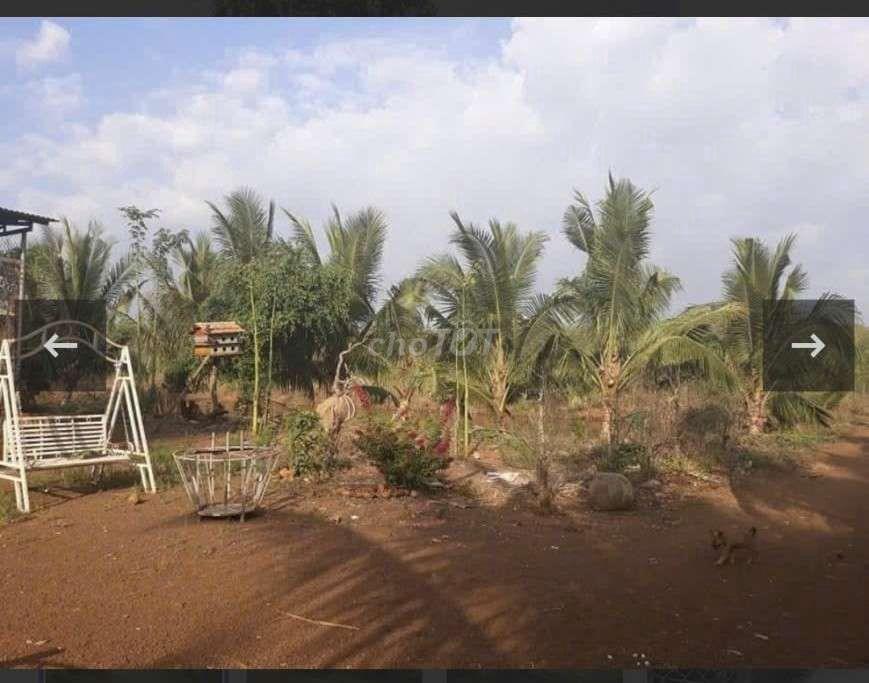 Bán 2Ha Có 300m thổ cư. Đất Mt Bầu Lâm