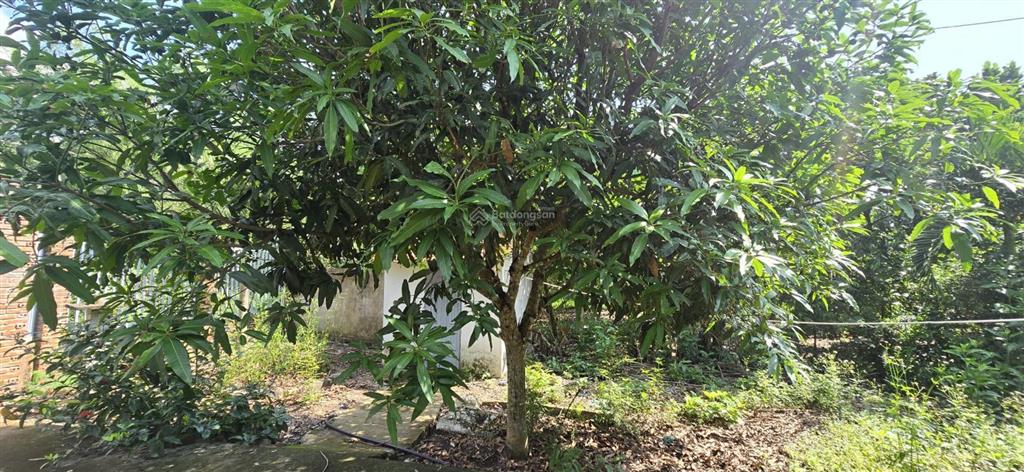 Giảm 500 triệu. bán gấp nhà vườn long khánh, đồng nai, 2 sào, nhà c4, đường ô tô cạnh nhựa, 2,3 tỷ