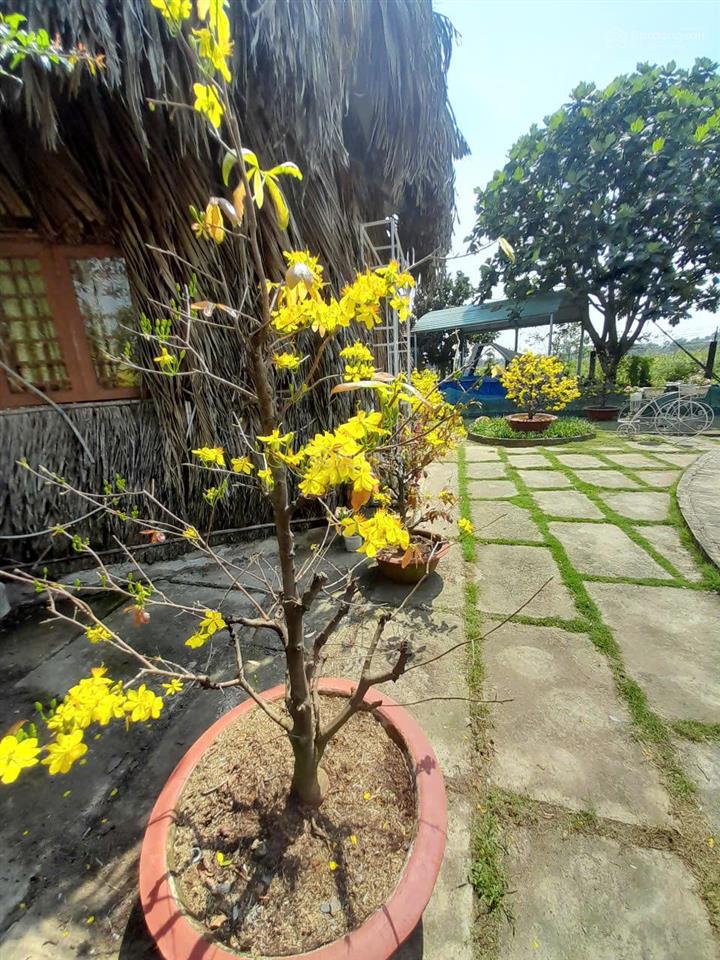 Sở hữu nhà vườn 1.830m² tại bình lợi, bình chánh, giá 8,5 tỷ