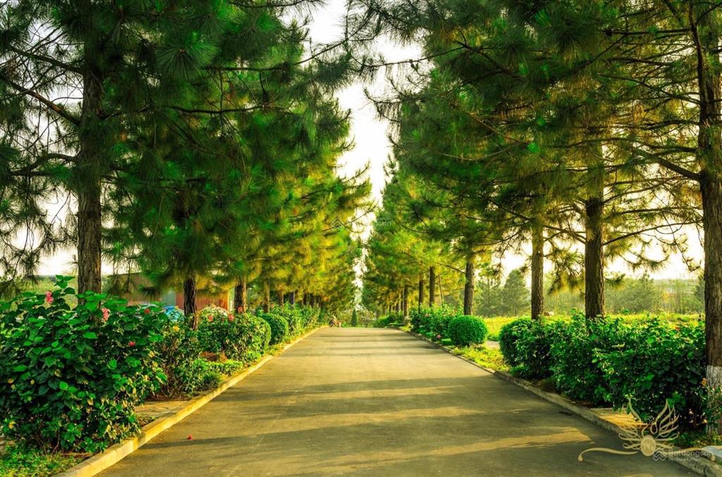 Chính chủ cần cho thuê biệt thự 200m2, full đồ, chỉ việc xách vali vào ở. dự án the phoenix garden