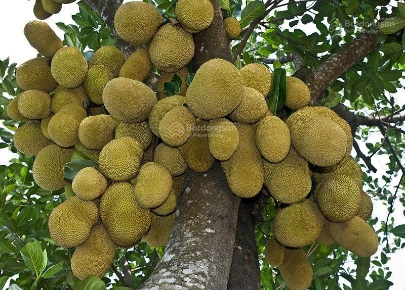 Biệt thự góc linh đàm  3 mặt thoáng  đỗ cùng lúc 20 ô tô  vừa ở vừa khai thác dòng tiền
