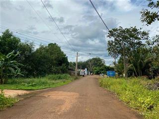 Gia đình cần tiền gấp bán 7 sào vườn điều đang thu hoạnh tân lợi đồng nai giá 195tr