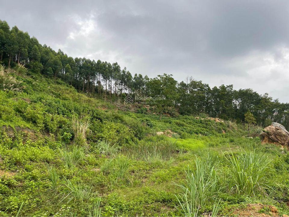 Bán 13,5ha đất rừng tại cầu trắng, đại yên. view toàn cảnh siêu dự án vinhomes hạ long xanh rất đẹp