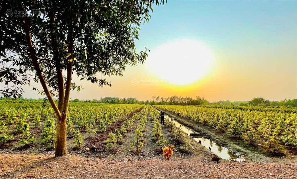 Bán đất kênh số 3, vườn thơm, 10.527 m2, chính chủ, cửa ngõ cụm kcn lớn