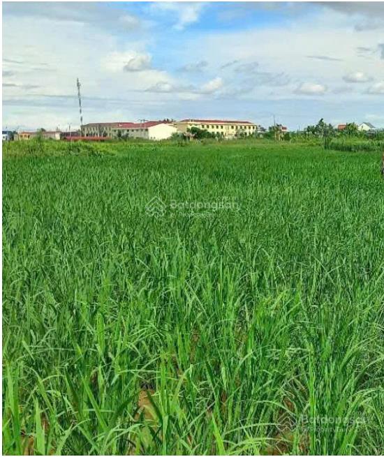 Bán 7 sào ruộng kiến thiết kiến thụy hải phòng