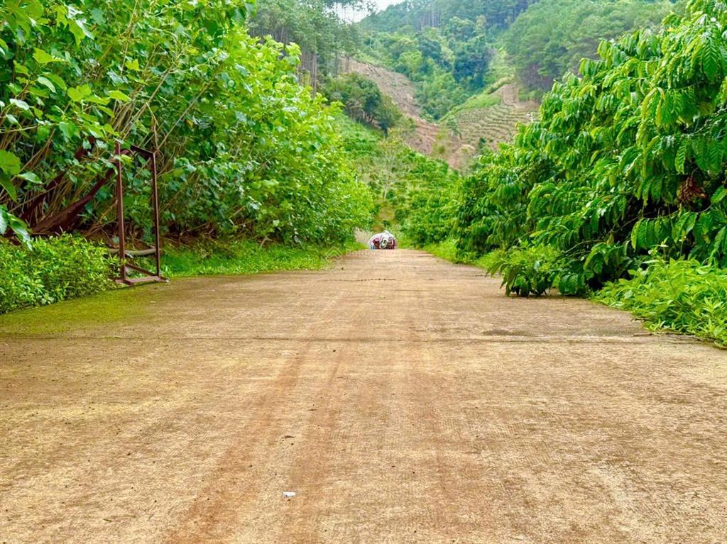 Bán 3982m2 ôm suối đẹp, nhựa đông thanh (600m). mặt tiền 120m, có sẵn thổ cư