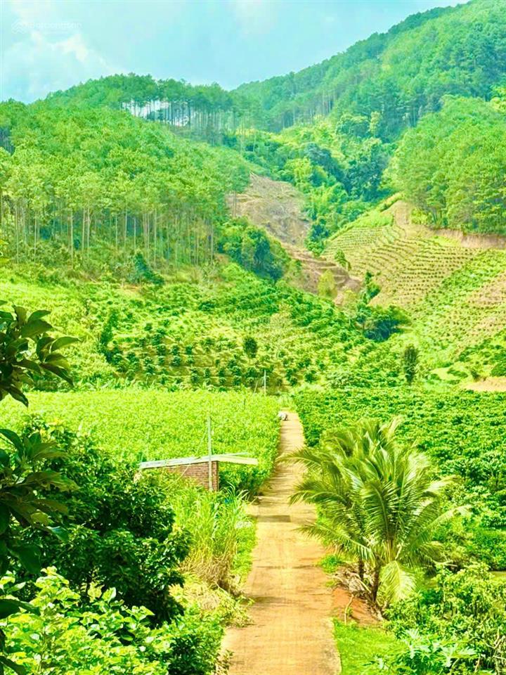 Bán 3982m2 ôm suối đẹp, nhựa đông thanh (600m). mặt tiền 120m, có sẵn thổ cư