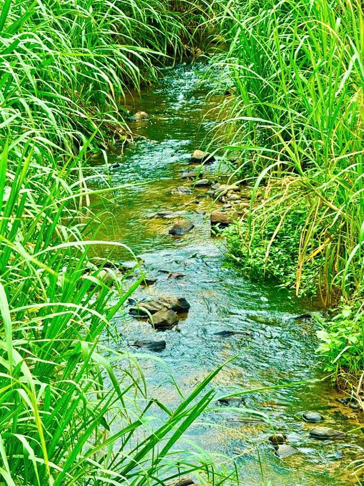 Bán 3982m2 ôm suối đẹp, nhựa đông thanh (600m). mặt tiền 120m, có sẵn thổ cư