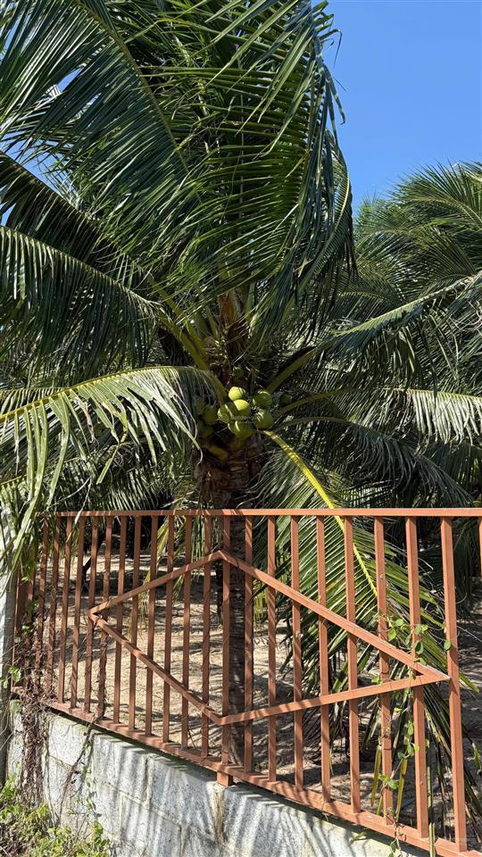 Bán 1000m2 vườn dừa thổ cư có sẵn nhà, tường, hồ nước
