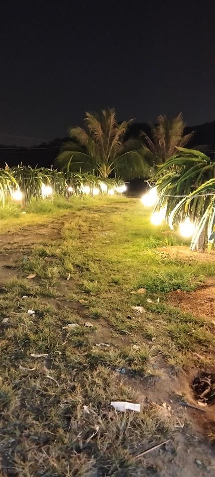 Xuất cảnh bán vườn thanh long tại hàm tân, bình thuận (lâm đồng)