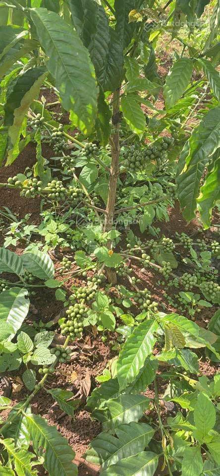 1685m2 đất view đồi, nhìn sông đồng nai, giá chưa tới 1 tỷ sẵn vườn sầu riêng càfê, săn mây, lâm hà