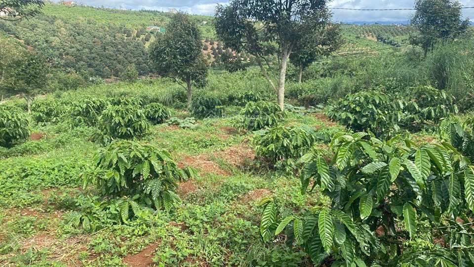 1685m2 đất view đồi, nhìn sông đồng nai, giá chưa tới 1 tỷ sẵn vườn sầu riêng càfê, săn mây, lâm hà