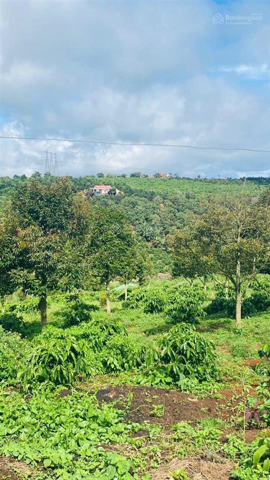 1685m2 đất view đồi, nhìn sông đồng nai, giá chưa tới 1 tỷ sẵn vườn sầu riêng càfê, săn mây, lâm hà