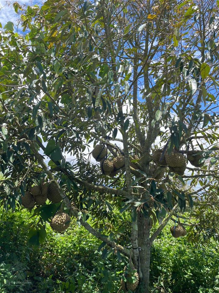 1685m2 đất view đồi, nhìn sông đồng nai, giá chưa tới 1 tỷ sẵn vườn sầu riêng càfê, săn mây, lâm hà